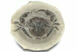 Fossil Crab (Pulalius) In Concretion - Washington #255718-1